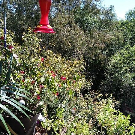 Charming Sunny Bedroom Overlooking Beautiful Amsterdam Avenue In Best Condesa Area Cidade do México Exterior foto