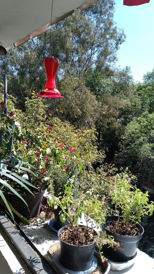 Charming Sunny Bedroom Overlooking Beautiful Amsterdam Avenue In Best Condesa Area Cidade do México Exterior foto